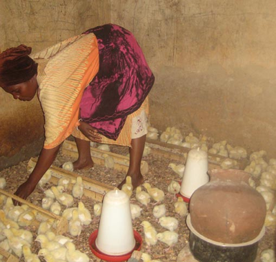 color photo of woman feeding scores of chickens